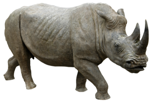 Rhino PNG-24791